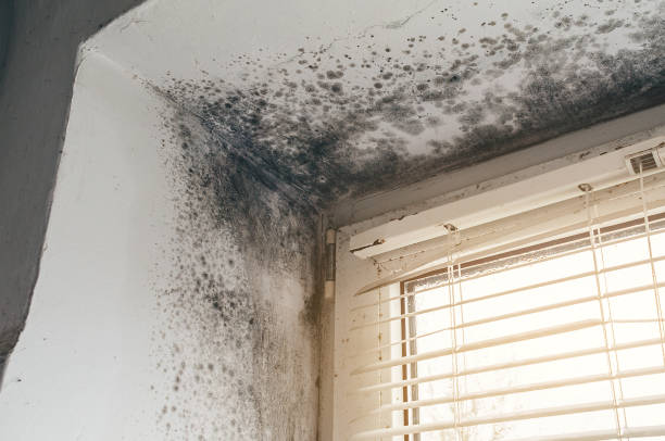 Affordable Mold Remediation solutions in Helmetta, NJ